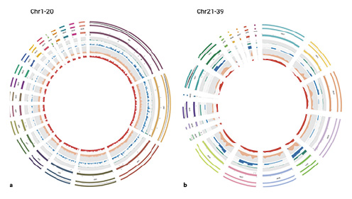 Sequenced differences in the phased broiler and layer genomes for macro- (a) and micro-autosomes (b). From the inside out SNV density (red), window size of 500 kb, range of 0 to 2.5%, indels <50 bp (coral), 500 kb window size and 0–0.8%; large indels (blue) per Mb, range of 0 to 60; CNV count per Mb (green); highlighted inversions (black dashes); chicken karyotype (varied color); ideograms of GRCg7b and GRCg7w chromosomes (varied colors).