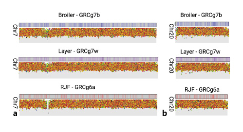  The distribution of called heterozygous SNVs across chicken macrochromosome 7 (a) and microchromosome 20 (b) in the three assemblies. Rainfall plots of heterozygous variants depict their location, and each unique color indicates a different type of base substitution. We only include variants that passed all filters and were heterozygous in either reference source.
