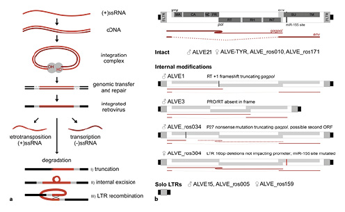 ALVE integration, propagation, and degradation within the chicken genome. a Retroviral genomic lifecycle. Retroviral positive sense, single-stranded RNA is reverse transcribed into cDNA and associates with the retroviral integrase integration complex, which primes the cDNA 3′ ends and initiates strand transfer with genomic DNA. Integration creates overhangs which are repaired by host machinery, creating target site duplications (TSDs; grey). Following integration, retroviral expression and retrotransposition is possible. Over evolutionary timescales integrated ERVs degrade, either by nonhomologous recombination events (I, II) or internal LTR recombination leaving solo LTRs (III). b Schematic indicates an intact ALVE with putative transcripts, with the ribosomal −1 frame slip and recognition site for miR-155 indicated. Phased chicken genome ALVE content and integrity is shown, with likely transcript and regulatory implications. CA, capsid; INT, integrase; LTR, long terminal repeat; MA, matrix; NC, nucleocapsid; PR, protease; RH, RNaseH; RT, reverse transcriptase; SU, surface; TM, transmembrane.