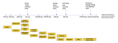  Evolution of major groups of reptiles (including birds) with major extinction events noted. Timelines given but scale is not linear.