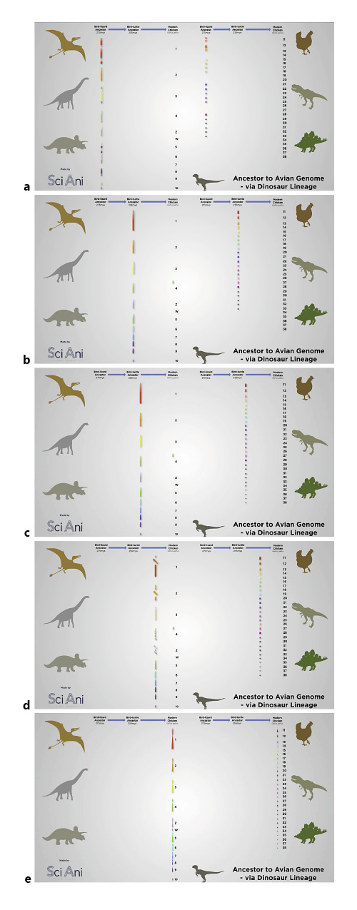 Chromosome evolution from the diapsid ancestor, to the archelosaur ancestor, via the theropod dinosaur lineage, to modern birds and finally to chicken. A recognisable avian pattern had evolved just before the dinosaurs emerged 240 million years ago. After this time, chromosome inversions were the principal mechanisms of change. a 275 million years ago. b 255 million years ago. c 240 million years ago at the dawn of the dinosaurs. d Snapshot 100–150 years ago. e Modern chicken.