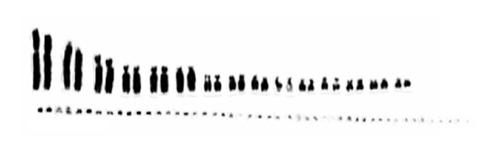 Imagined dinosaur karyotype (deliberately manipulated image based on chicken and spiny soft-shelled turtle chromosomes).