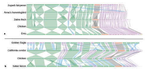  Bird whole-genome alignments. a Alignment of chicken to zebra finch [Rhie et al., 2021], Anna’s hummingbird [Rhie et al., 2021], superb fairywren [Penalba et al., 2020], and the ancestral emu genome [Liu J et al., 2021]. b Alignment of the chicken genome to species that have undergone significant chromosome rearrangement: saker falcon, California condor [Robinson et al., 2021], and golden eagle [Mead et al., 2021]. Macrochromosomes are green, microchromosmes purple, and Z chromosomes orange. Green ribbons show macro-to-macro homologies, purple show micro-to-micro homologies, blue show macro-to-micro homologies, and grey show Z-to-Z homologies.