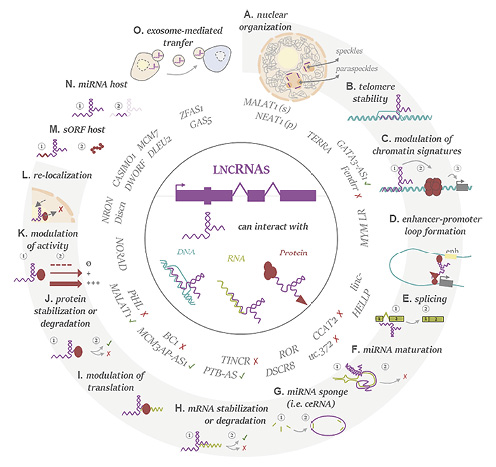  Different mechanisms of lncRNA roles. Effects at the nuclear and telomere (A, B), transcriptional (C, D), post-transcriptional (E–H), translational (I), and post-translational levels (J–L). Role as small ORF host (M) and small noncoding RNA host (N). Implication in the exosome-mediated transfer (O). In purple, lncRNA; in blue, DNA; in green, other RNAs; in dark red, proteins. For more examples, other genes are presented in Muret et al. [2019], specifically genes involved in the regulation of lipid metabolism and their regulatory mechanisms.