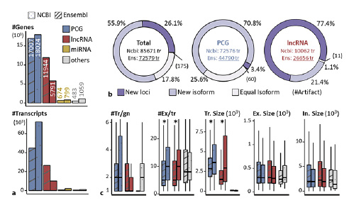  Features of the current NCBI RefSeq (v106) and EMBL-EBI Ensembl (v107) genome annotations based on the latest GRCg7b genome assembly. a Number of genes and transcripts according to gene biotypes for the two genome annotations. b The transcript models were compared between the two annotations according to 4 main classes (Equal isoform, New isoform, New loci, and Artifacts) according to the software “GffCompare” (options: -S --no-merge) [Pertea and Pertea, 2020]. c #Tr/gn, number of transcripts per gene; #Ex/tr, number of exons per transcript; Tr. Size, transcript size considering only exonic regions; Ex. Size, exon size; In. Size, intron size. The median transcript sizes between RefSeq and Ensembl are 3,465 bp versus 2,317 bp, respectively, p< 10−16 (Wilcoxon rank sum test); for PCG 3,634 bp versus 2,870 bp, * p< 10−16; for lncRNAs 2,952 bp versus 1,487 bp, *p< 10−16.