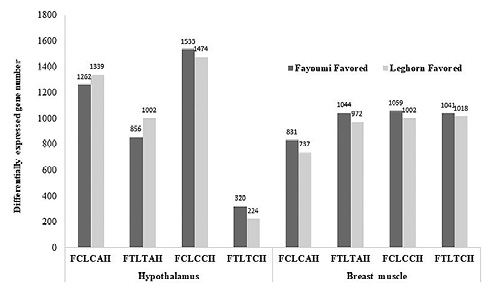 Numbers of differentially expressed genes identified between genetic lines. A false discovery rate <0.05 was used to classify genes as differentially expressed. AH, acute heat stress; CH, chronic heat stress and NDV infection at 2 dpi; FCLC, Fayoumi non-treated versus Leghorn non-treated; FTLT, Fayoumi treated versus Leghorn treated.