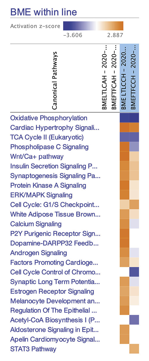 Comparative analysis of significantly enriched canonical pathways through Ingenuity Pathway Analysis among differentially expressed genes by genetic line and treatment in the breast muscle (p< 0.05 and z>|1.64|), where orange (positive z-score) refers to predicted activation and blue (negative z-score) to predicted inhibition.