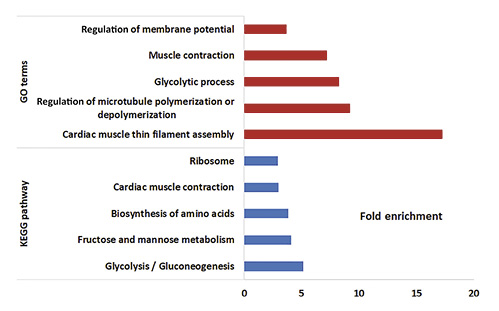  Top GO terms and KEGG pathways enriched by genes highly expressed in the turquoise module in the breast muscle.
