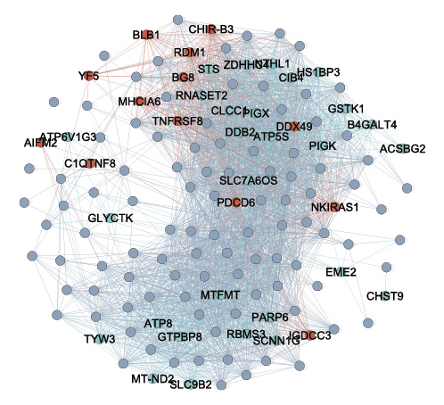 The blue module gene network. Red highlighted dots indicate immune-related genes, blue highlighted dots metabolic genes. Gray highlighted dots show all other genes in the blue module.