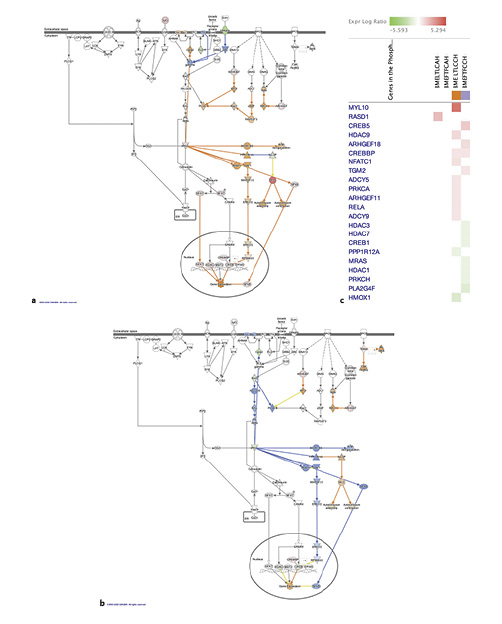 Phopholipase C signaling pathway and gene heat map in within-line comparisons in the breast muscle. a Molecule activity prediction of the pathway in Leghorn birds with CH&NDV treatment. b Molecule activity prediction of the pathway in Fayoumi birds with AH. c DEG heatmap matching the pathway.