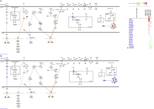  Calcium signaling pathway and gene heat map in within-line comparisons in the breast muscle. a Molecule activity prediction of the pathway in Leghorn birds with CH&NDV treatment. b Molecule activity prediction of the pathway in Fayoumi birds with AH. c DEG heat map matching the pathway.
