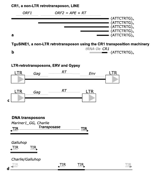  Sequence organization of transposable elements in avian genomes. a CR1 elements are composed of segments that resemble long retro-inserted messenger RNA (mRNA) with an A-rich tail at their 3′ end. Within a “species” of CR1s many copies are truncated at their 5′ ends. Full-length elements contain 2 open reading frames (ORFs) whith ORF2 encoding a protein containing an apurinic endonuclease domain fused to a reverse transcriptase. b SINEs using the CR1 machinery are present in some bird species, but not in chickens. They consist of the fusion of a former tRNA to a 3′ CR1 end. c LTR retrotransposons have all the signatures of an endogenous retrovirus-like element, including long terminal repeats (LTR) at both ends and ORFs coding for a group antigen (Gag), a reverse transcriptase (RT), and in some case an envelope protein (Env). d DNA transposons that transpose directly from DNA to DNA have short terminal inverted repeats (arrows) at both ends. When these elements are intact, they may contain a gene encoding a transposase, an enzyme required for their own transposition. There are also internally deleted forms such as Galluhopand chimeric elements such as Charlie/Galluhop.