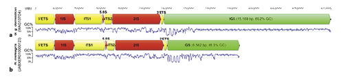 Comparison of the chicken Gallus g. domesticusand guinea fowl N. meleagrisrDNA repeat structure. The structures of chicken rDNA repeat II from the WAG137G04 BAC clone (a) and guinea fowl rDNA repeat II from the NCBI JABXER010000123 contig (b). 18S, 5.8S, and 28S rRNA genes are indicated by red blocks, external (5′ and 3′ETS) and internal (ITS1 and ITS2) transcribed spacers are indicated by yellow blocks, and intergenic transcribed spacers (IGS) by green blocks. GC pair distribution is shown in the graphs as “GC%”.