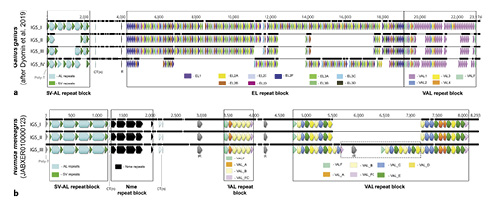  Chicken and guinea fowl IGS structure. a Four aligned chicken IGS sequences. IGS_I, IGS_II, and IGS_III are from the Gallus g. domesticusBAC-clone containing rDNA (WAG137G04). IGS_IV belongs to a red jungle fowl (AADN04001305.1). All four IGS have different sizes caused by the difference in repeat blocks of each type (SV-AL, EL, VAL). The unique regions are almost of the same length in all analysed IGS (see also online suppl. Material 11, Table S1). b Three aligned IGS sequences from the guinea fowl JABXER010000123 contig. Two of them are completely identical, IGS_III has an insertion at 5,500 bp (dotted rectangle). Each of the IGS contains no EL repeats, one SV-AL repeat block and at least two VAL repeat blocks, differentiated into 6 repeat variants (see also online suppl. Material 11, Fig. S1, S2, Data S1). A species-specific Nme repeat block following SV-AL block is marked in black. Sequence gaps are designated with fine black lines.