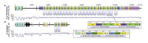 Internal IGS repeats demonstrate a HOR (high order repeat) organisation. Contracted IGS_II figure from WAG137G04 contig of G. g. domesticus(a) and IGS_I figure from JABXER010000123 contig of N. meleagris(b).