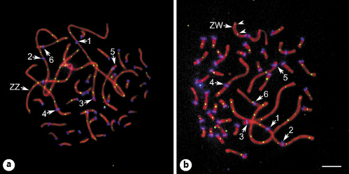  Chicken spermatocyte (a) and oocyte (b) after immunolocalization of SYCP3 (red), centromeric proteins (blue), and MLH1 (green). Arrows point to the synaptonemal complexes of the macrochromosomes identified by their lengths and centromeric indices. Arrowheads indicate MLH1 signals at ZW bivalent. Scale bar, 5 μm. (a From Malinovskaya et al. [2019], licensed under Creative Commons Attribution 4.0 License. b From Torgasheva et al. [2021], licensed under Creative Commons Attribution 4.0 License).