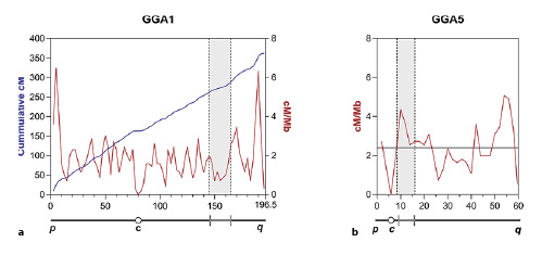 MLH1 recombination maps of GGA1 and GGA5 integrated to physical positions. In both graphs the xaxis is the length of the chromosome in Mb from the sequence start on the short arm (p) to the end on the long arm (q) with cindicating the centromere. A schematic representation of the chromosomes is shown below. a The shaded area between the lines represents a chromosome region localized between 263 and 285 cM in a QTL analysis [Hansen et al., 2005]. The physical location of this region can be predicted from distribution of the cumulative cM distances (blue line). b The shaded area near the centromere spans over 8 Mb and contains multiple QTL for 2 myopathies [Lake et al., 2021]. The MLH1-cM map shows the recombination pattern in this segment.
