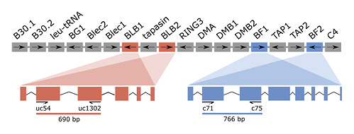  The basis for the PCR-NGS typing of the chicken MHC. Organisation of the BF-BL region and gene names from Kaufman et al. [1999b] (RING3is now known as BRD2); primers are designated by lab names. Figure from Martin [2021].