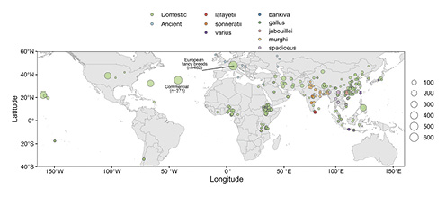 Sampling of global Gallusspp. diversity. The map shows the sampling locations for the 4,392 genomes from domestic chickens and congeneric jungle fowl species. To illustrate group size, commercial birds and European fancy breeds are also included on the map, although physical sampling location is not presumed to be important for these birds.