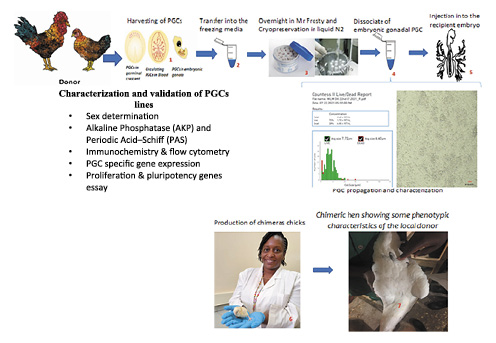 Biobanking primordial germ cells (PGCs) and chimera chicken production at CTLGH/ILRI. PGCs are isolated from the germinal crescent of the blastoderm, from the circulating blood or from embryonic gonads at day 2.5 of their development (1), the isolated cells are immediately transferred into the freezing medium (2) and kept overnight in Mr Frosty before transfer for cryopreservation in liquid nitrogen (3). For use in the case of gonadal PGCs, the embryonic gonads removed from the liquid nitrogen are dissociated, characterized, and propagated if necessary (4) or directly injected into a 2-day-old recipient embryo for gonad re-colonization. The injected egg will be incubated up to day 21 to produce the chimeric chick (6) which may be very similar to the recipient breed. Depending on the level of gonad colonization by the donor PGCs, the mature chimeric chicken may display some phenotypic characteristics of the donor breed (7).