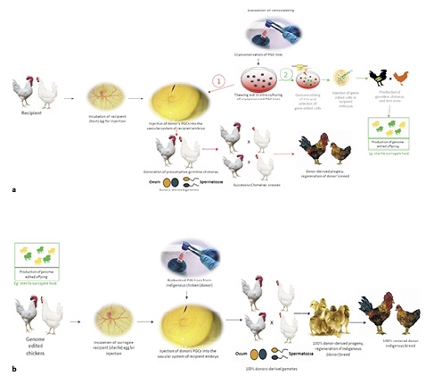  Protocols for the restoration of biobanked tropical poultry genetic resources and the potential dissemination of potential elite lines using chimeras (a-1) and gene edited surrogate host technology (a-2 and b).