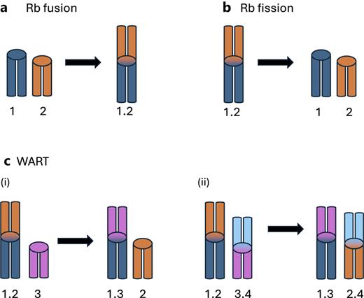 Robertsonian (Rb) rearrangements, illustrated with stylized mouse chromosomes including ellipses as centromeres. a Fusion. b Fission. c Whole-arm reciprocal translocation (WART). i –WART between a metacentric and an acrocentric. ii – WART between two metacentrics.