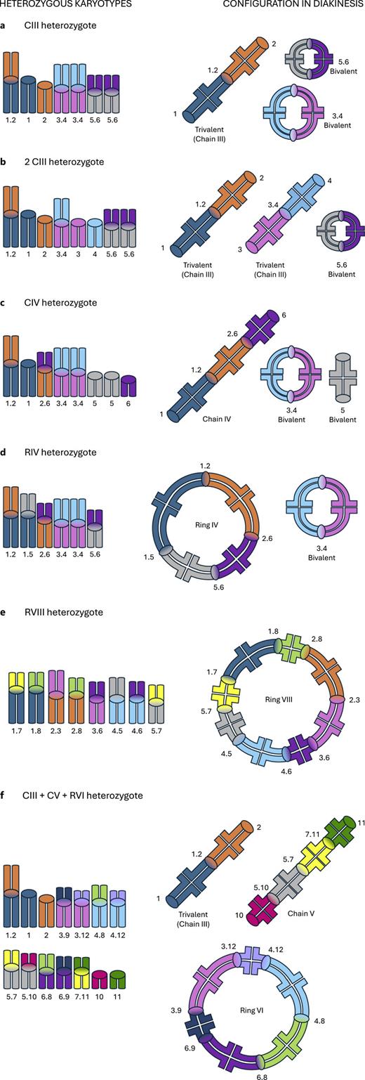 Heterozygosity of Robersonian (Rb) rearrangements and the configurations that are expected at prophase I of meiosis (specifically diakinesis), depicted with stylized mouse chromosomes including ellipses as centromeres. a Simple heterozygote for one metacentric producing a single trivalent (chain-of-three, CIII) at prophase I. b Simple heterozygote for multiple metacentrics, producing several trivalents, in this case two. c Complex heterozygote with two metacentrics with monobrachial homology, producing a single chain-of-four (CIV) configuration. d Complex heterozygote with four metacentrics with monobrachial homology producing a single ring configuration, a ring-of-four (RIV) configuration. e Complex heterozygote with more than four metacentrics with monobrachial homology producing a single ring configuration longer than a RIV, in this case a RVIII. f Complex heterozygote producing at least one chain or ring of four elements or more, and one or more further non-bivalent configurations, in this case a CV, an RVI, and a CIII.