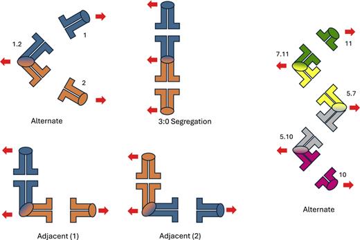 Anaphase I segregation of the heteromorphic configurations of Rb heterozygotes illustrated with stylized mouse chromosomes including ellipses as centromeres. The alternate segregation of the trivalent (to the left) and a CV configuration (to the right) lead to euploid gametes. Nondisjunction arising from adjacent or 3:0 segregation of the trivalent is also illustrated. Nondisjunction leads to aneuploid gametes.