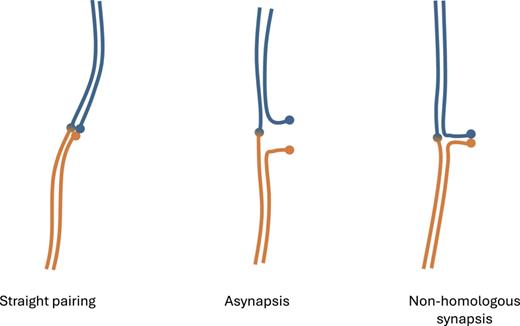 Different types of pachytene pairing as seen in a trivalent (CIII) in a simple Rb heterozygote, with the lines representing axial elements and the closed circles representing the centromeres. The non-homologous synapsis is visible as a “short arm”.
