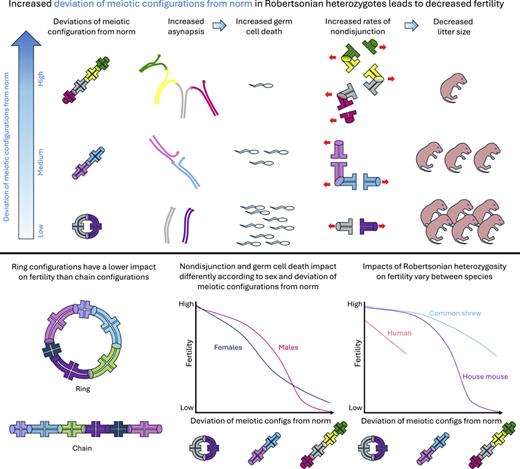 Pictorial summary of main findings in this review, using stylized diagrams to illustrate general points. Deviation of meiotic configurations from the norm (bivalents) can be chain or ring configurations, as shown, with the longer the configuration the greater the deviation from the norm (as shown). Deviation from the norm can also be having more configurations of three or more elements, e.g., the high infertility seen for 8–9 CIII heterozygotes in house mice. Although it is not shown here, bivalents can show asynapsis and nondisjunction, although at a lower incidence than in chain and ring configurations.