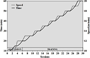 Fig. 1. Moderate treadmill exercise protocol. Rats were trained on an animal treadmill three times a week for a total of 30 sessions (10 weeks). Adjustments in speed (10 up to 20 m×min-1; dashed line) and time (10 up to 60 min; continuous line) were undertaken throughout the training program.