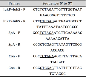 Primers used in plasmid construction. The restriction enzyme recognition sites are underlined