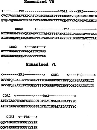 Fig. 1. Amino acid sequences of humanized antibody heavy and light chain variable regions. Humanized VH and Humanized VL represents the heavy and light chain variable regions of humanized CD20 antibody, respectively. The FR indicates the Frame Region.
