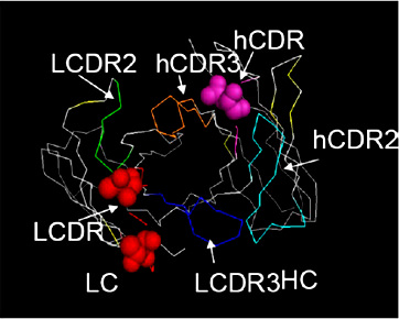 Fig. 2. Molecular model of the humanized antibody variable regions. The variable regions of humanzined antibodies 1-5 are shown by a leptonema and globular representation. The CDRs are shown in the figure. LC: light chain; HC: heavy chain; LCDR: The complementarity-determining regions of light chain; hCDR: The complementarity-determining regions of heavy chain.