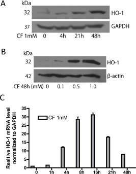 Fig. 1. Clofibrate induces HO-1 gene expression in A2780 cells. Cells were treated with 1mM clofibrate for 1 to 48 hours. (A, B) Cell lysates were prepared and Western blot was performed using antibodies against HO-1 and β-actin. Shown are representative images of three experiments. (C) Total RNA was isolated, reverse-transcribed, and amplified with real-time PCR using specific primers covering HO-1 and GAPDH cDNA. HO-1 mRNA levels were normalized to that of GAPDH and data (n=3, mean ± SEM) are expressed as levels relative to untreated control.