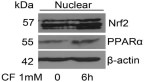 Fig. 2. Clofibrate increases nuclear Nrf2 and PPARα protein expression in A2780 cells. Cells were treated with 1 mM clofibrate for 6 hours. Nuclear extracts were prepared and Western blot was performed using antibodies against Nrf2, PPARα and β-actin. Shown are representative images of three experiments.