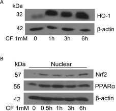 Fig. 3. Clofibrate induces HO-1 gene expression and increases nuclear Nrf2 and PPARα protein expression in DU145 cells. A. Cells were treated with 1 mM clofibrate for different times. Cell lysates (A) or nuclear extracts (B) were prepared and Western blot was performed using antibodies against HO-1, Nrf2, PPARα and β-actin. Shown are representative images of three experiments.