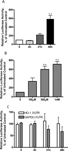 Fig. 4. Clofibrate enhances HO-1 gene promoter activity. (A) A2780 cells were transfected with the PGL3/4.5-HO-1 promoter reporter construct and treated with 1 mM clofibrate for 4, 21 or 48 hours. B. A2780 cells were transfected with the PGL3/4.5-HO-1 promoter reporter construct and treated with clofibrate at indicated concentrations for 48 hours. C. A2780 cells were transfected with the HO-1 3'-UTR or the GAPDH 3'-UTR reporter construct and treated with 1 mM clofibrate for 4, 21 or 48 hours. Cell lysates were prepared, and luciferase activity was assayed. Data (n=3, mean ± SEM) are expressed as percentages of the value detected in untreated control cells. **, P<0.01, compared to untreated control cells, using one-way ANOVA followed by Dunnett's analysis.