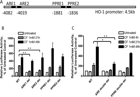 Fig. 5. The AREs mediate clofibrate-induced HO-1 gene promoter activity. (A) A diagram showing the relative locations of the AREs and PPREs in the human HO-1 gene promoter. (B) A2780 cells were transfected with the PGL3/4.5-HO-1 promoter reporter constructs or its single deletion mutants as indicated and treated with 1 mM clofibrate for 21 to 48 hours. (C) A2780 cells were transfected with the PGL3/4.5-HO-1 promoter reporter construct or its double deletion mutants as indicated and treated with 1 mM clofibrate for 4, 21 or 48 hours. Cell lysates were prepared, and luciferase activity was assayed. Data (n=3, mean ± SEM) are expressed as percentages of the value detected in untreated control cells. *, P<0.05, **, P<0.01, using one-way ANOVA followed by Dunnett's analysis.