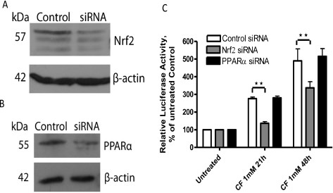 Fig. 6. Knockdown of Nrf2 significantly reverses clofibrate-induced HO-1 gene promoter activity. A2780 cells were transfected with 225 nM of scrambled siRNA, Nrf2 siRNA (A) or PPARα siRNA (B). After 48 hours, cell lysates were prepared and Western blot was performed using antibodies against Nrf2, PPARα or β-actin. Shown are representative images of three experiments. (C) A2780 cells were co-transfected with the PGL3/4.5-HO-1 promoter reporter construct and scrambled siRNA, Nrf2 siRNA, or PPARα siRNA, and treated with 1 mM clofibrate for 21 or 48 hours. Cell lysates were prepared, and luciferase activity was assayed. Data (n=3, mean ± SEM) are expressed as percentages of the value detected in untreated control cells. **, P<0.01, using one-way ANOVA followed by Dunnett's analysis.