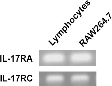 Fig. 1. Expression of IL-17RA and RC in the RAW264.7 cells were detected by RT-PCR and lymphocytes were selected as a positive control.