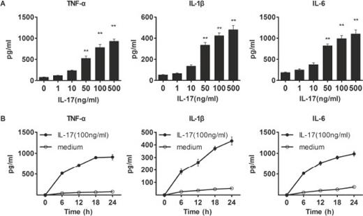 Fig. 3. IL-17A induced a dose- and time-dependent production of TNF-α, IL-1β and IL-6 in RAW 264.7 cells. Cells were stimulated with gradient concentration of IL-17A for 24h (A) or with IL-17A (100ng/ml) for indicated times (B) and the cytokines production of TNF-α, IL-1β and IL-6 were measured by ELISA. **p<0.01 vs. without IL-17A.