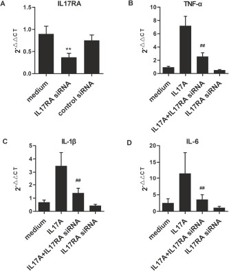 Fig. 4. IL-17A-induced pro-inflammatory cytokines production via IL-17RA signaling. Cells were transiently transfected with IL17RA siRNA, or Control siRNA(A), the IL17RA mRNA expression levels were detected by real time PCR. The effects of siRNA on IL17A-induced cytokines production in RAW264.7 cells (B,C,D). Cells were pretreated with IL17RA siRNA and then stimulated with IL-17A (100ng/ml). 48h later, the total RNA were extracted and the cytokines production of TNF-α, IL-1β and IL-6 were measured by real time PCR. **p<0.01 vs. medium; # #p<0.01 IL17A stimulated vs. IL17RA siRNA.