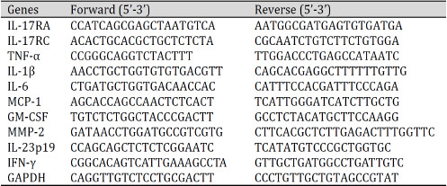 Primer sequences in RT-PCR