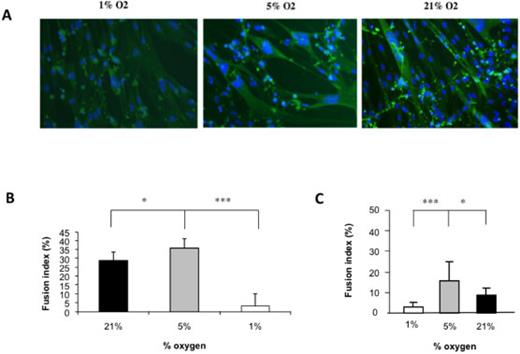 Fig. 2. In order to evaluate the effects of oxygen on differentiation we measured the fusion index after the “P1 protocol” where L6 myoblasts were grown 8 days in GM (C) or the “P2 protocol” where L6 myoblasts were cultured 72h in GM and 3 days in DM (A-B). For both protocols myotubes were stained with antibody against fast MHC that recognizes all myotubes. In figure B and C we can notice that the fusion index is improved at 5% O2 while it is altered at 1% compared to 21% O2. Data are presented as mean ± SD, * p≤0.05, *** p≤0.001.