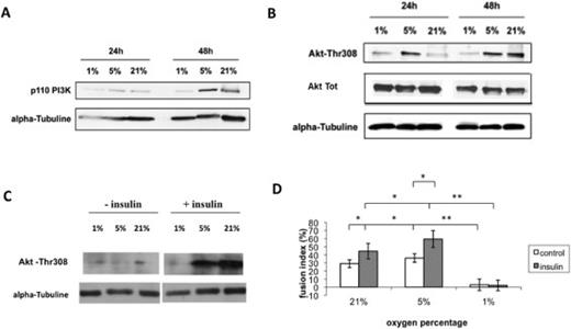 Fig. 3. In these experiments, we aimed to evaluate the role PI3K/Thr308-Akt in the differentiation process. In order to eliminate the effect of oxygen on proliferation we first incubated L6 myoblasts 72h in GM at 21% O2 and then differentiation was induced by incubation in DM for 24h and 48h at the three percentages of oxygen in A, B, C and D. In C and D, insulin (100 mM) was added at the time of incubation in DM at the different percentages of oxygen for 4 hours (C) and for 3 days (D). (C) Evaluation of Thr308-Akt after 4 hours of insulin stimulation by western blotting at 1%, 5% and 21% O2. Presented gels are representative of at least three independent experiments. (D) Quantification of fusion indexes after 3 days in DM at different percentages of oxygen in presence or absence of insulin. Data are presented as mean ± SD, * p≤0.05, ** p≤0.001.