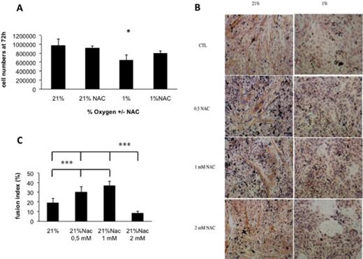 Fig. 5. NAC which is known to reduce the production of ROS was added to culture media at concentrations ranging from 0.5 to 5 mM every 48h. (A) Counting of cells after 3 days of cultures. (B) Immunostaining using an anti-fast MHC antibody at day 8. CTL: control culture without NAC. (C) Quantification of fusion indexes. Data are presented as mean ± SD, * p≤0.05. ***p≤0.001.