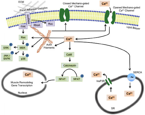 calcium-s-role-in-mechanotransduction-during-muscle-development