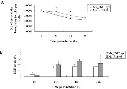 Fig. 2. Prolonged existence of Recombinant M. smegmatis inside macrophages (A) Intracellular survival of recombinant M. smegmatis in macrophages (B) The death of macrophages infected with recombinant M. smegmatis. Macrophages were infected with Ms_ Rv1808 or Ms_pNITmyc at an m.o.i. of 10. At 6, 24, 48 and 72h after infection, the macrophages were washed and lysed. Lysates were diluted and plated on Middlebrook 7H10 agar plates containing 25 mg kanamycinml-1 to determine the c.f.u. Culture supernatants were harvested. Release of LDH, a measure of macrophage cell death, was estimated by assaying LDH activity in the culture supernatants. Data are shown as means ± SD of triplicate wells. Similar results were obtained in three independent experiments. *, p<0.05.