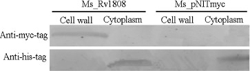 Fig. 3. Rv1808 is associated with the cell wall. Recombinant M.smegmatis strains expressing myc-tagged Rv1808 were subjected to fractionation experiments, and the presence of the Rv1808 protein in different fractions was detected by Western blotting using anti-myc antibody. The expression of cytosolic GroLe in each fraction was also detected by anti-his antibody as a control.